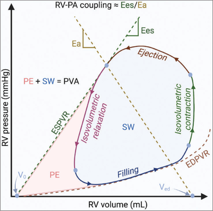 Right ventricle (RV) pressure-volume loop. Normally, end-systolic elastance (EES, ventricular contractility) increases to match effective arterial elastance (EA, afterload). EES/EA (RV-pulmonary artery [PA]) coupling is preserved. Diseased RV states such as acute pulmonary embolism increase afterload, EES cannot increase to match EA (end-systolic pressure/SV), RV-PA unit becomes uncoupled. EES/EA coupling is restored by catheter-directed interventions, RV ejection fraction, stroke volume/end-systolic volume, and diastolic function improves. Figure courtesy of Ro et al. with permission under the Creative Commons Attribution License (CC BY 4.0). (EDPVR: End diastolic pressure volume relationship, Ees: Right ventricular estance, SW: Stroke work, PE: Potential energy, PVA: pressure-volume area, ESPVR: end-systolic pressure–volume relationship.)